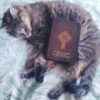 Cheebies And The Bible